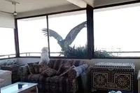 Andescondors in Chileense hoofdstad Santiago lijken trek te hebben in een hondje