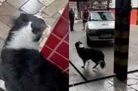 Garagehond hallucineert niet: dino’s bestaan weer