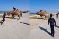 Ga lekker kameel rijden, da’s leuk, zeiden ze