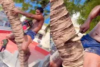 Palmboom kappende knakker komt met kettingzaag veel te dicht bij zijn eigen “palmboompje”