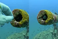 De huishoudvis is de nieuwste sensatie in Thailand