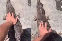 Dierenvriend dacht dat het een goed idee was om een krokodil te aaien