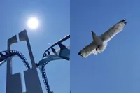 Knakker in razendsnelle achtbaan GateKeeper kopt meeuw tijdens ritje
