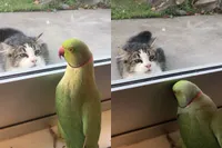 Oscar de Papegaai speelt kiekeboe met kat van de buren
