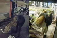 35 kop kostende tijger gejat in Nijmegen: daders vluchten op fatbike