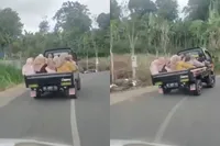 Pick-up slaat over de kop in Gowa: Ouders en kinderen in laadbak, bestuurder reed roekeloos