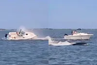 Walvis duikt op onder boot in ondiep kanaal New Jersey