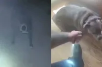 Oakley de Staffordshire Terrier redt zichzelf uit brandend huis en is nu internet famous