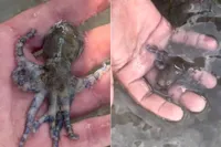 Britse toerist pakt ‘schattige baby-octopus’ op, maar heeft letterlijk de dood in zijn hand