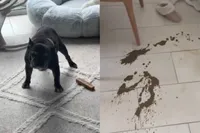 Hond, meestal leuk, maar soms…