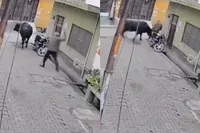 Opa denkt stoer te doen tegen stier, leert wijze les over instant karma