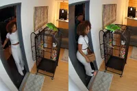 Een dame neemt je mee naar huis en dan begin haar papegaai te praten