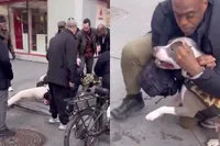 Pitbull grijpt baby op straat in New York en laat niet los: omstanders grijpen in bij horrorincident