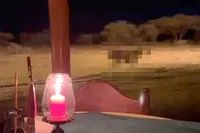 Romantisch safaridiner krijgt onverwacht “XL-natuurmoment” dankzij bijzonder enthousiaste zebra