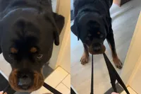 Rottweiler Dyce heeft een trucje van de baas geleerd