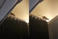 VIDEO | Rat gespot in KLM-vliegtuig: 250 reizigers vast op Aruba en Bonaire