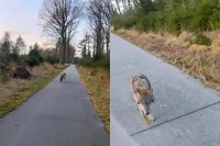 Wolf loopt wandelaars achterna op Dwingelderveld: ‘Mijn jas leek op een schapenvachtje’