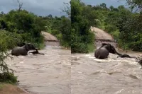 Disney-momentje in Kruger Park: olifantenmoeder en kind steken een rivier over