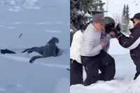 Skiër aangevallen door sneeuwluipaard in China: beest springt uit het niets en bijt haar in het gezicht