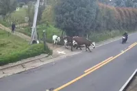 Colombiaanse motorrijder maakt stevige klapper na botsing met koe op de weg