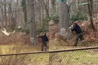 Hert vast in de achtertuin zorgt voor bijzondere reddingsactie