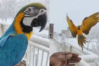 Ara in Almere Buiten vindt rondje vliegen in de sneeuw ook fantastisch