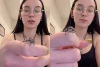 Deze springspin zwaait ‘hallo’ en internet doet alsof het magie is