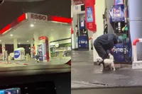 Hond krijgt na het uitlaten een extra grondige wasbeurt