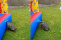 Schildpad maakt zonder pardon een einde aan luchtkasteel