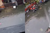 Gigantische python zwemt doodleuk door overstroomde straten in Bali