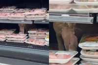 Kat doet zelf boodschappen en vreet rauwe kip uit de supermarkt