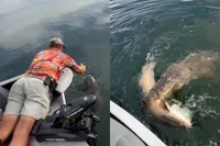 Vissen is leuk, tot de zoutwaterkrokodil ook mee wil doen