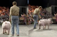 13-jarig knul verkoopt varken voor half miljoen dollar, maar krijgt slechts een deel