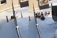 Roedel zwerfhonden valt vrouw aan in Russische Neryungri en die had je aan kunnen zien komen