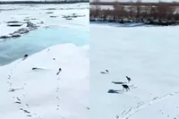 Drone filmt epische achtervolging: haas vs. twee honden