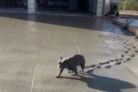 Betonploeg vindt het hondje momenteel wat minder leuk