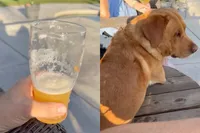 Nagenoeg perfecte hond, nu alleen nog leren de deur dicht te doen