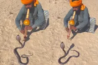 Slangenbezweerder denkt dat hij alles onder controle heeft… tot de cobra anders besluit