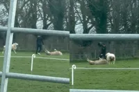 Held zonder cape redt schaap met gevaar voor eigen leven