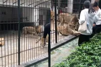 10-jarig meisje bijna meegesleurd door leeuw in Chinese dierentuin