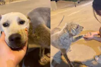 Hond geniet nét iets te veel