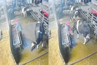 Koe zegt nee en neemt vrouw te grazen