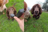 Waarom je als baasje van een hond een Insta360 camera wil hebben