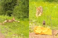 Baby-wrattenzwijn wil zijn renvermogen eens testen en gaat de strijd aan met leeuw
