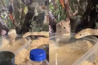 Rat zou snack worden, maar werd huisgenoot van python