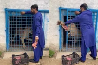 Verre van ideaal: hek bij leeuwenverblijf zorgt voor moment waar je goed zonder kunt