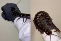 Grootste duizendpoot ter wereld gaat viraal: jaagt zelfs op vleermuizen