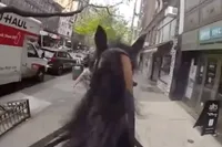 Achtervolging te paard door hartje New York eindigt slecht voor tasjesdief met een indrukwekkend verleden