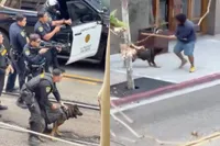 Steekpartij in San Diego: steekgrage gek door politiehond gestopt na aanval op parkeerwachter