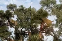 Leeuw probeert prooi van luipaard te jatten, maar tak beslist anders